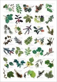 Check spelling or type a new query. Tree Leaf Identifier Tree Leaf Identification Leaf Identification Tree Identification
