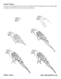 Bird Drawing For Kids Step By Step Http Www Exploringnature Org Graphics Drawing Macaw Drawing Jpg Bird Drawings Parrot Drawing Drawings