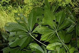 Image result for Cussonia arborea