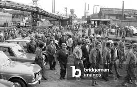 Image result for Grevea