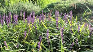 Add a purple pony plum tree to your yard to experience its compact stature with a deep purple shade that turns heads. Amethyst Liriope Is A Compact Liriope With Deep Purple Flowers Ozbreed Hardy Exotic Range Youtube