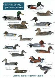 Field Guide To Ducks Geese And Swans Laminated Bird