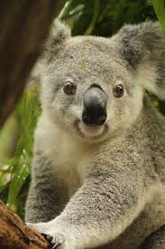 Soft Koala Bear Baby Koala Koala Marsupial
