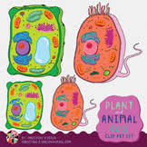 The living membrane that surrounds the cytoplasm of plant and animal cells. Plant Cells And Animal Cells In 3d Worksheets Teaching Resources Tpt