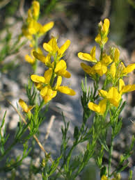 Image result for Genista