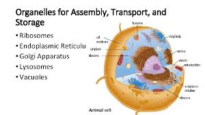 Check spelling or type a new query. Cell Theory In 1665 British Scientist Robert Hooke