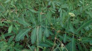 Image result for Neptunia oleracea