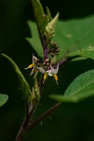 Image result for Solanum anguivi