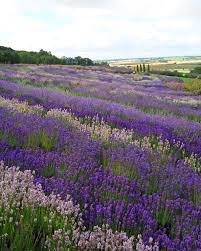 Check spelling or type a new query. 10 Gorgeous Fields Of Flowers Worth Traveling To See Architectural Digest