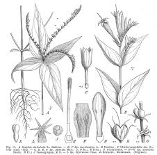 Image result for Loganiaceae