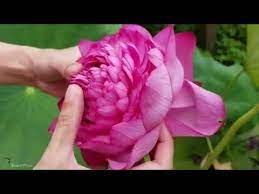 Maybe you would like to learn more about one of these? Ultimate 1000 Petal Lotus Blooms With Help Youtube