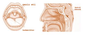 Image result for Adenodolichos