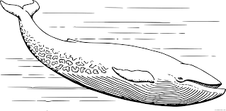 These colors occur naturally in nature and are on the light spectrum, so no color combine to make blue. Blue Whale Coloring Pages Papapishu Blue Whale Printable Coloring4free Coloring4free Com