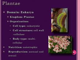 Taxonomy The Classification Of Organisms Ppt Download