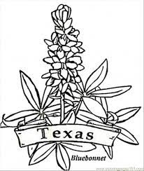 Lupinus texensis, texas bluebonnet or texas lupine. Bluebonnet Coloring Page Coloring Home