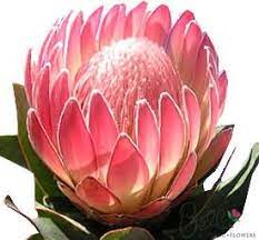 Pin On Flower Pictures