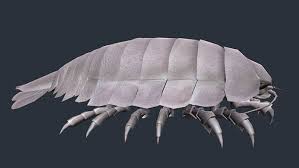 Giant Isopod Sponsored 3d Isopod Giant Animals Characters Giant Isopod