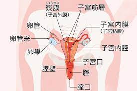 知っていますか？ 生殖器の「横から」と「正面から」の位置関係