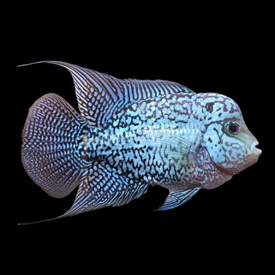 Flowerhorn Cichlid Royal Blue Kamfa Malau 8cm Sub Adult Male – Sims Tropical Fish | Tropical Fish, Aquarium, Fish Store