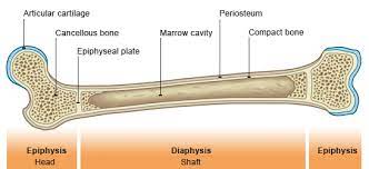 Located in the main shaft of a long bone (consisting mostly of compact bone), the medullary cavity has walls composed of spongy bone (cancellous bone) and is lined with a thin, vascular membrane. Long Bone Cancellous Bone Human Body Systems Epiphyseal Plate