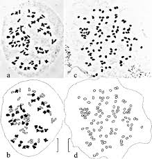 Image result for Asplenium centrafricanum