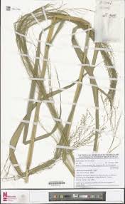 Image result for Panicum phragmitoides