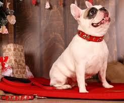 Thanks to the ergonomic design, this harness is easy to put on and off. French Bulldog Collar Frenchie World