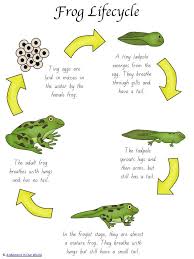Frog Life Cycle Activity Pack Frog Life Cycle Activities Life Cycles Activities Lifecycle Of A Frog