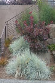 If you're looking for a variety of stunning colours in the garden, cotinus 'grace' is the plant for you. Great Design Plant Smoke Tree