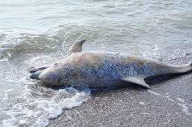 Delfinii Din Marea NeagrÄƒ In Pericol Din Cauza Oamenilor Mor Pentru CÄƒ Sunt CapturaÅ£i In Plase De Pescuit Focuspress Ro