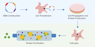 We did not find results for: Plasmids 101 Protein Expression