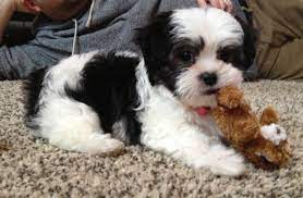 Maybe you would like to learn more about one of these? Shorkie Dog Black And White Novocom Top