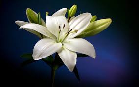 Product details the canvas to create this stretched canvas print, we white calla lilies are grown in the cool climates of colombia and ecuador and make wonderful flowers for bouquets, centerpieces, and popular arrangements. White Lily Flower Images Top Collection Of Different Types Of Flowers In The Images Hd