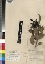 Image result for Hilsenbergia petiolaris