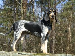 Image result for sedmihradský honič