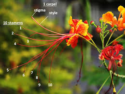 Each stamen is made up of an anther and a filament. Parts Of A Flower Plantbiologyrs