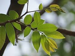 Image result for Xylia torreana