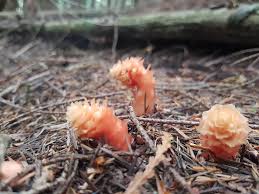 Image result for Mystacidium tanganyikense