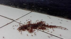 Mimpi inidiyakini sebagai pertanda akan kehilangan barang berharga , untuk itu mimpi ini mengindikasikan sebuah gambaran peluang yang telah anda lewatkan , tampak dari mimpi. Cicak Mati Ekornya Masih Bergerak Youtube