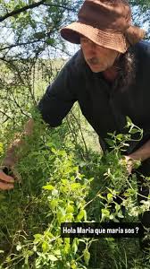 Día de cosecha de peperina serrana con Daniel Canessa , Si querés conocer  como cultivamos está especie podés consultar por los cursos de capacitación  en el cultivo de Peperina serrana , ...