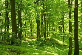 Beech Tree Forest Wall Mural Forest Wallpaper Tree Forest Forest Wallpaper Forest Pictures