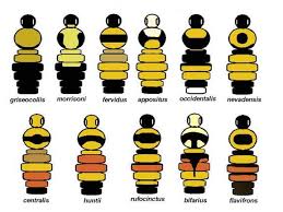 Bee Species Identification Chart For Your Wallet Bee