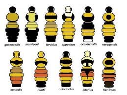 bee species identification chart for your wallet bee