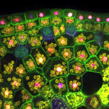 The cell wall is a harder layer that surrounds the cell membrane. Bioscience Plant Cells Photomicrography By Fernan Federici