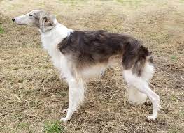 We did not find results for: Silken Windhound Puppies Silken Windhounds For Sale Gryffyns Aeyrie Silken Windhound Puppies Dogs And Puppies