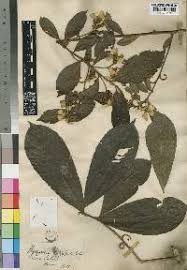 Image result for Hugonia platysepala