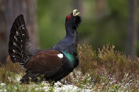 This guy was out looking for tiur (a bird type) doing its mating play. Bildevisning Tiur I Spill