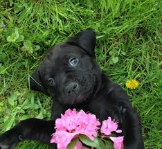 6 Week Black And White Pitbull Puppy When I First Got Nova She Was About 6 7 Weeks Old She S A Black Lab Rottweiler Pitbull Mix Pitbulls Pitbull Mix Rottweiler