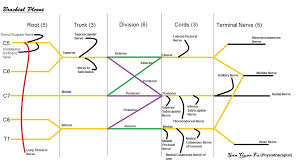 Image Result For Brachial Plexus Ortho Plexus Products