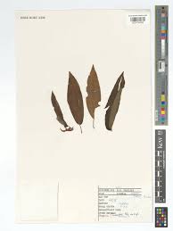 Image result for Begonia longipetiolata